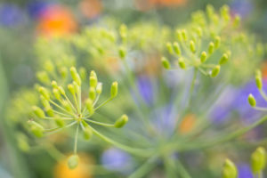immature inflorescence of a umbelliferae in a flowery meadow, Apiaceae, close-up, immature inflorescence of a umbelliferae in a flowery meadow, Apiaceae, close-up,
